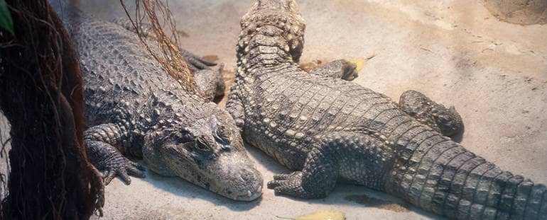 Krokodile im Tropenhaus